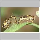 Sphaerophoria sp - Stiftschwebfliege 03.jpg